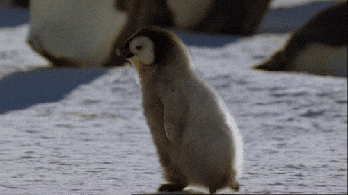 Google Penguin running