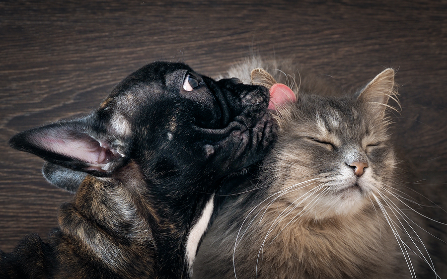 Dog licking cat