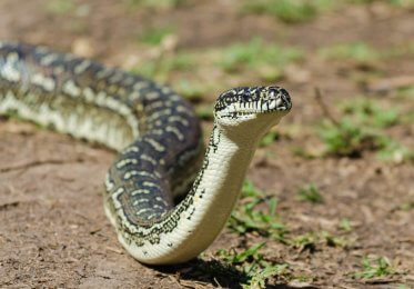 Python the SEO snake
