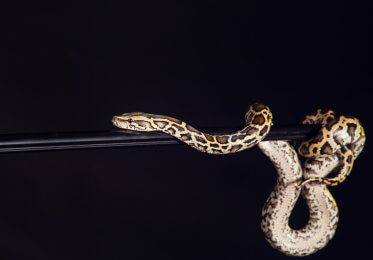 A concept image of a snake sitting on a stick.