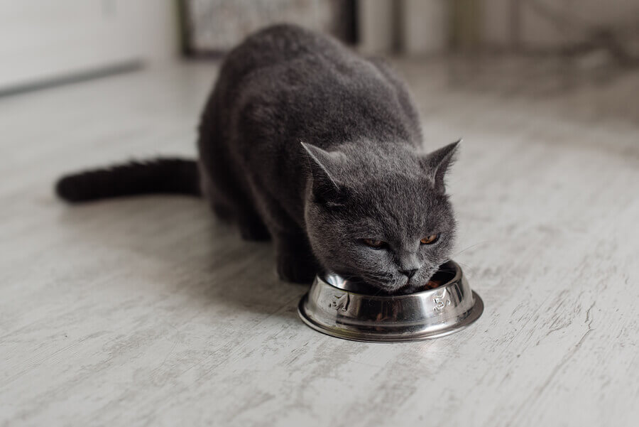British Shorthair Blue cat eating food from silver bowl on marble floor