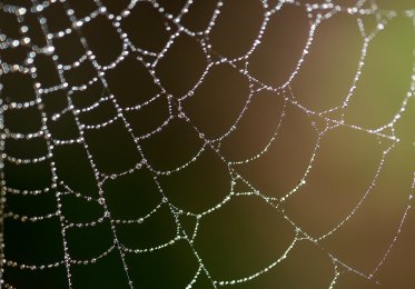 Concept of spiderweb as the internet